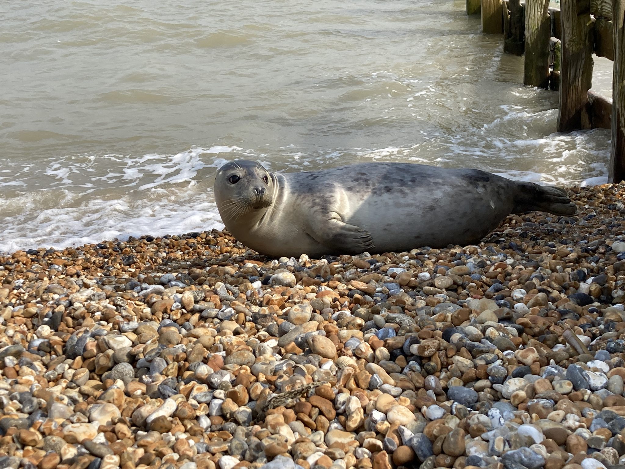 Seal on the beach Winchelsea Beach